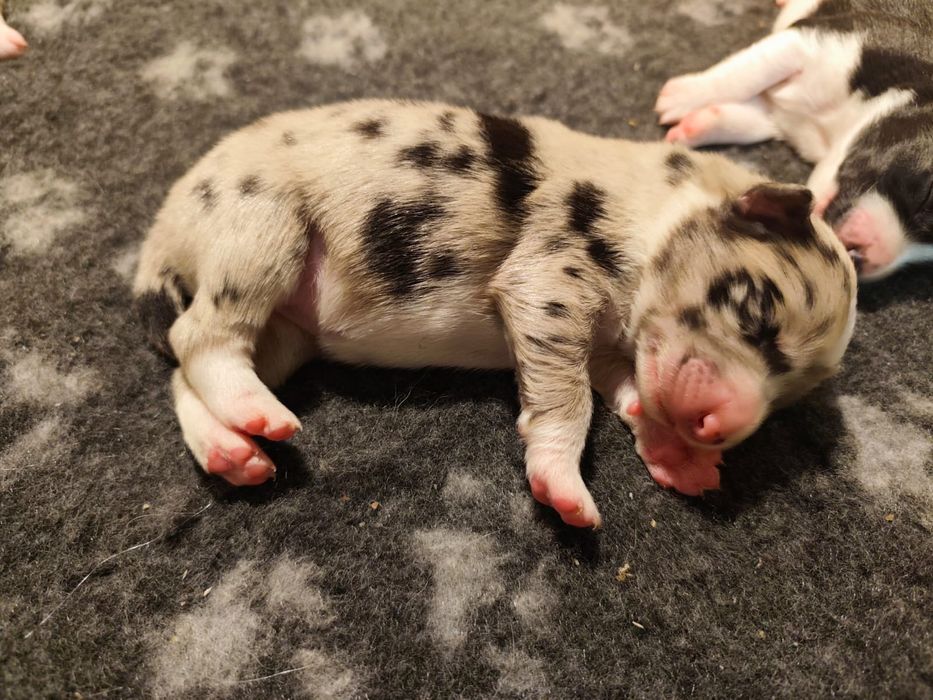 Border collie blue merle