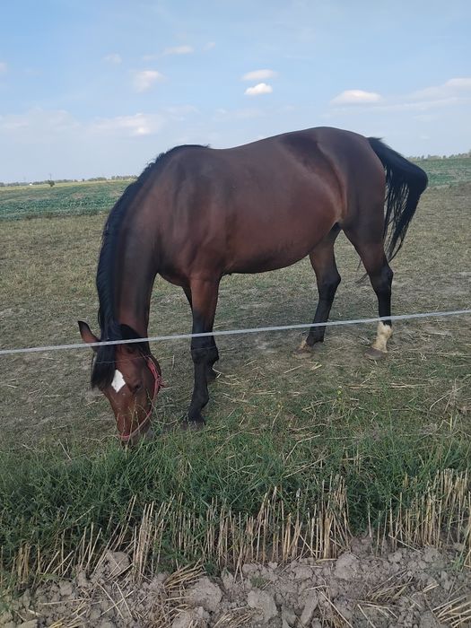 Klacz śląska ze źrebakiem