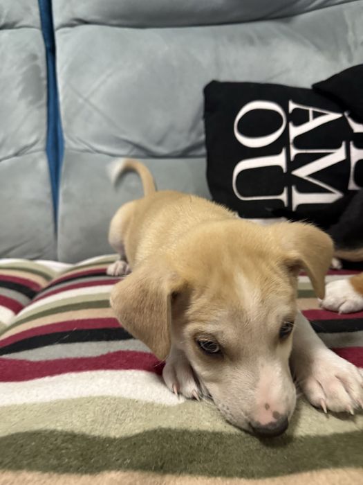 Szczeniaki do oddania za 6-8 tygodni