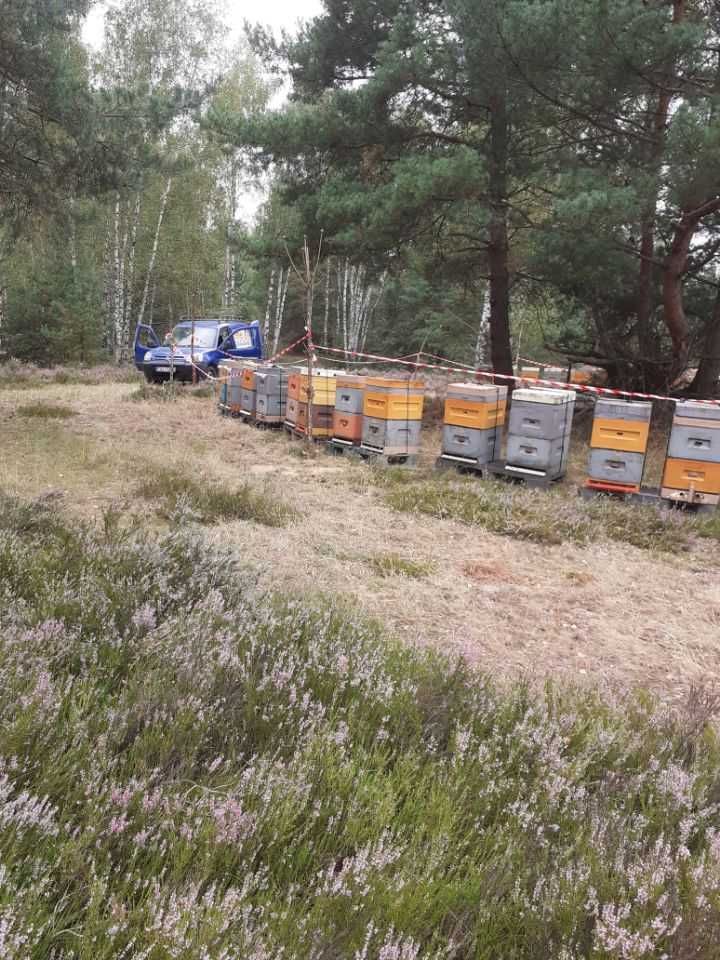 Miód wrzosowy 2024 r.