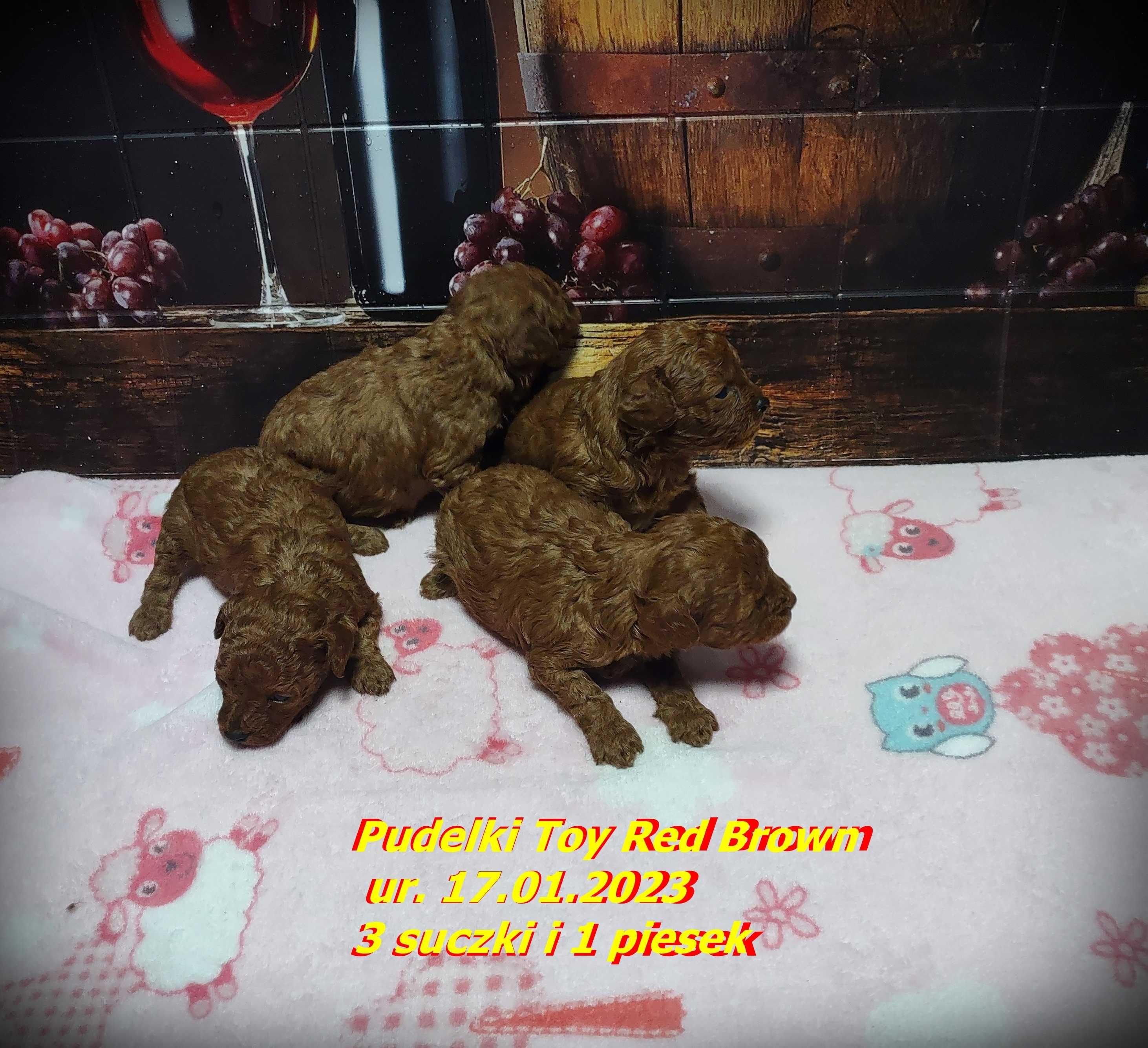 Reproduktor Pudel Toy Red Brown 1.80kg, 2.60kg  CHINY FCI