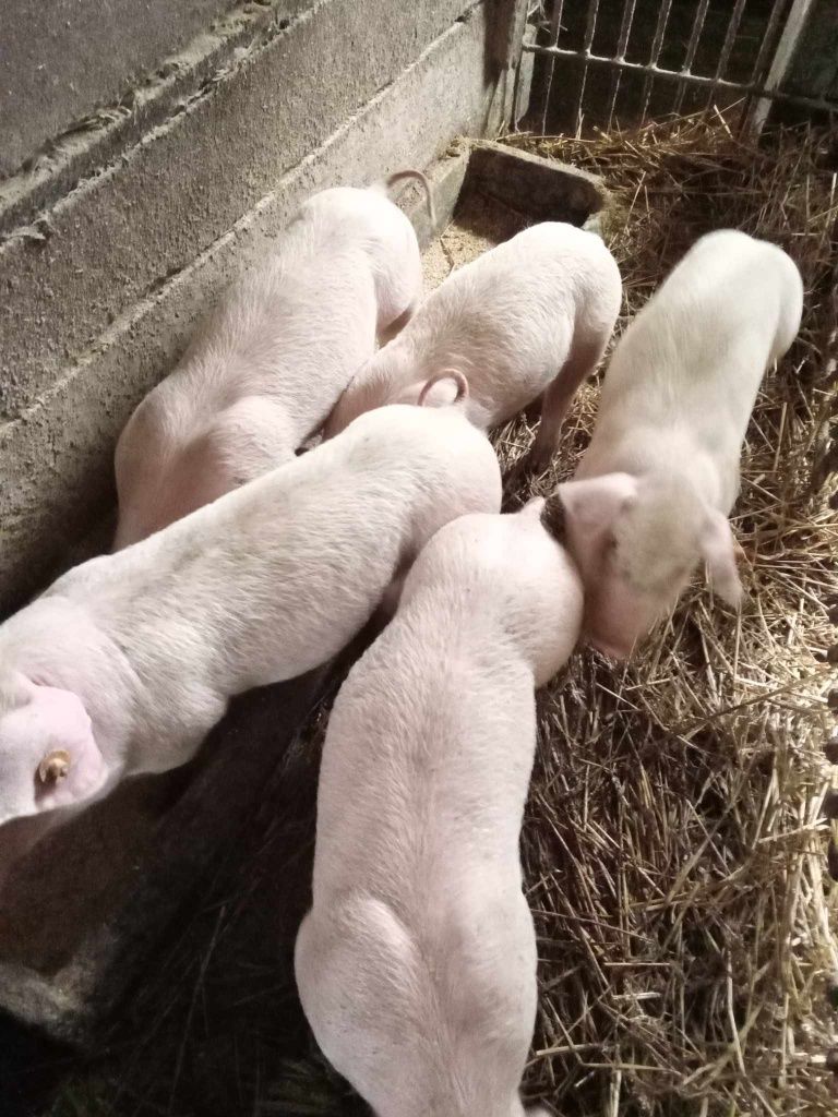 Prosięta gatunek mięsny