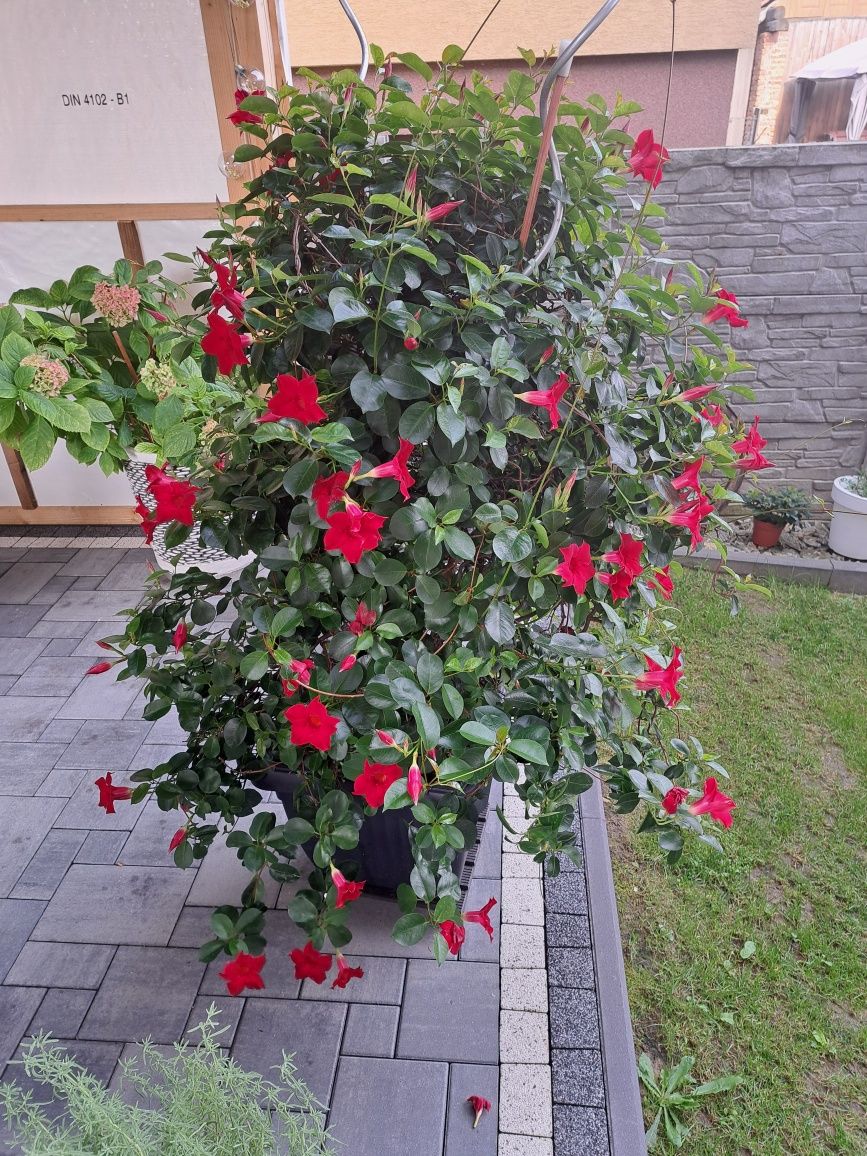 Kwiat Dipladenia