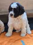 Lagotto romagnolo