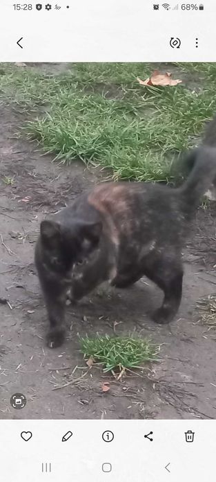 Kot kotk 5 miesięcy