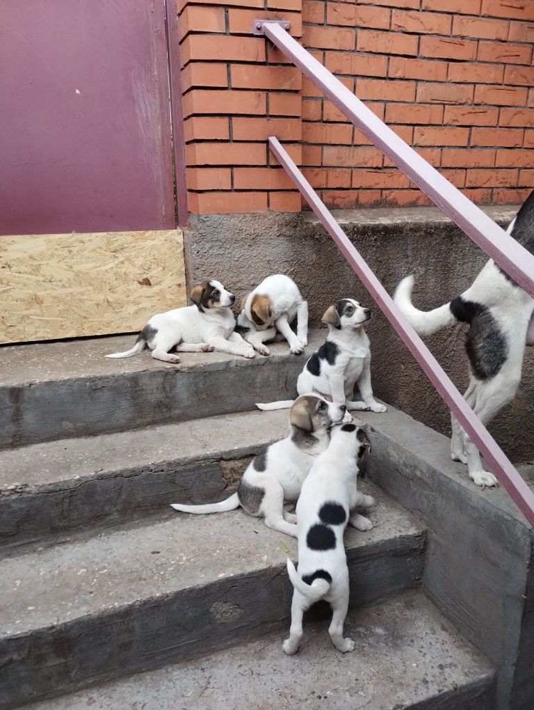 Подарую собаку у добру родину.