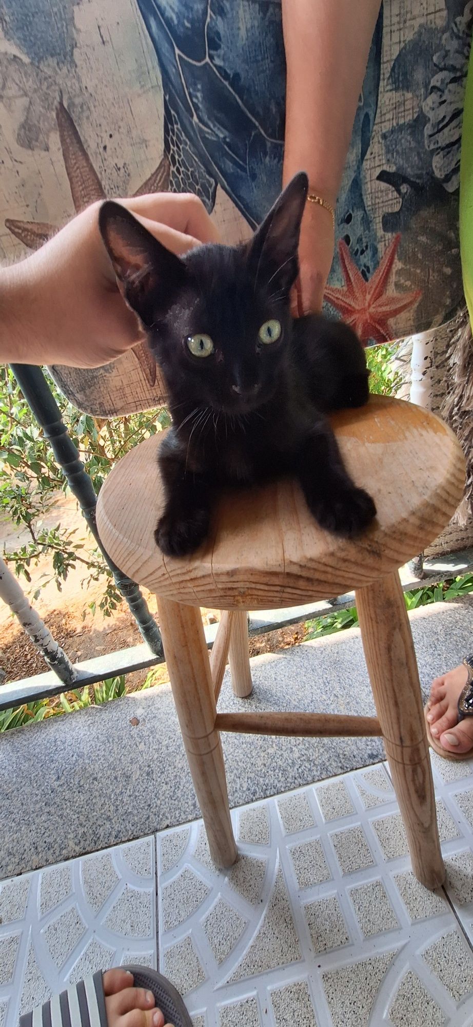 Gatinhos bebés para adoção