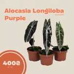 Alocasia Longiloba Purple