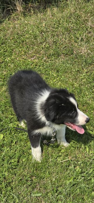 Border Collie zapraszam