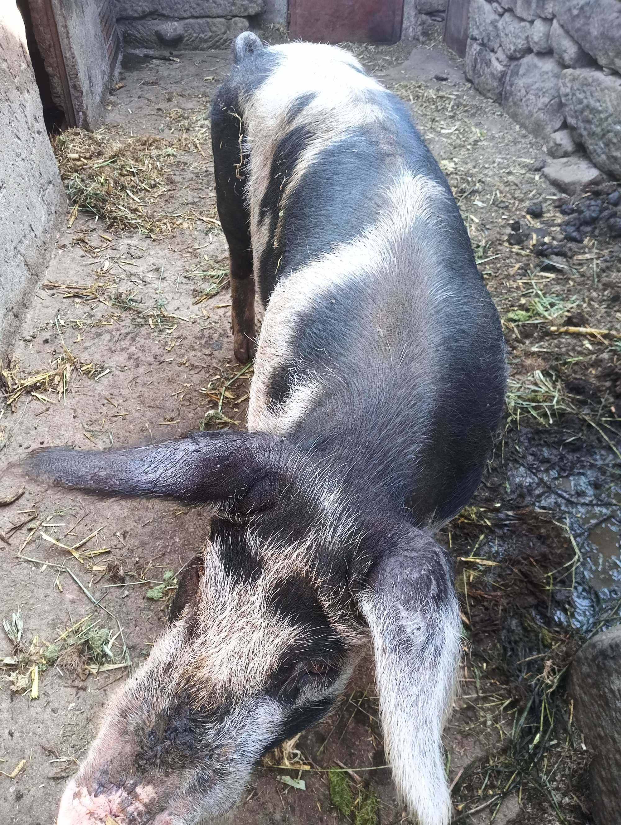 Porco inteiro com 1 ano para venda