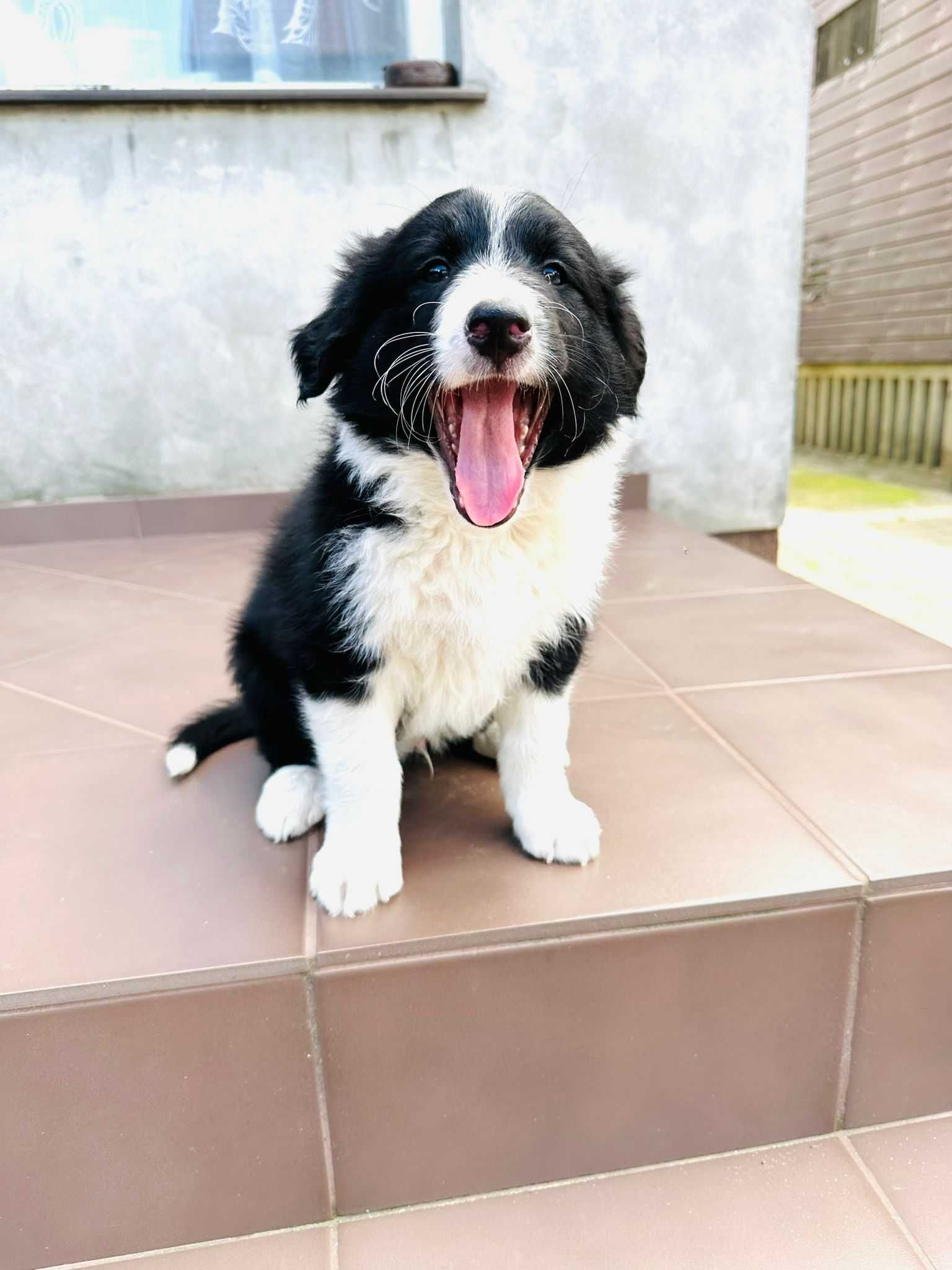 Border collie - piesek Czaruś