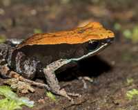 Mantella Betsileo harem 3szt żabka drzewołaz dendrobates rzadkość