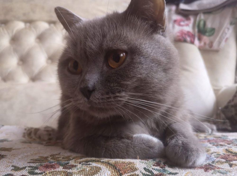 Британский прямоухий кот ВЯЗКА / Британський прямоухий кіт В'ЯЗКА