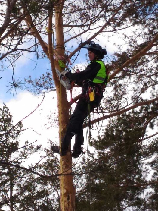 Зрізання, обрезка деревьев, спилить дерево, уборка участка, кронування