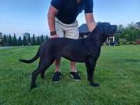 Cane Corso Italiano Zkwp FCI