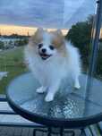 Szpic Miniaturowy MINI Pomeranian suczka