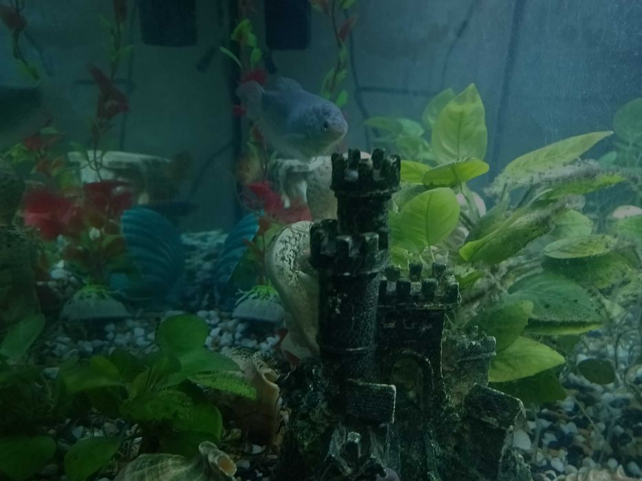 Акваріум 70 літрів