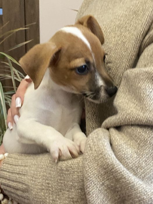 Шукаємо родини для малят