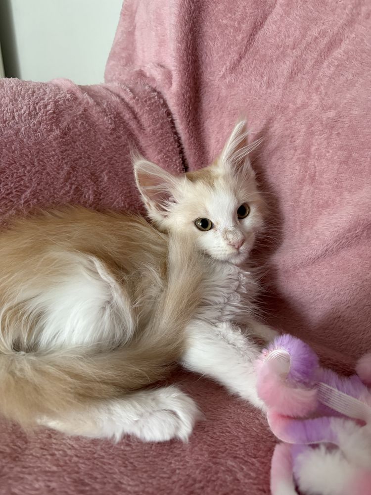 Kocur Maine Coon Gracjan