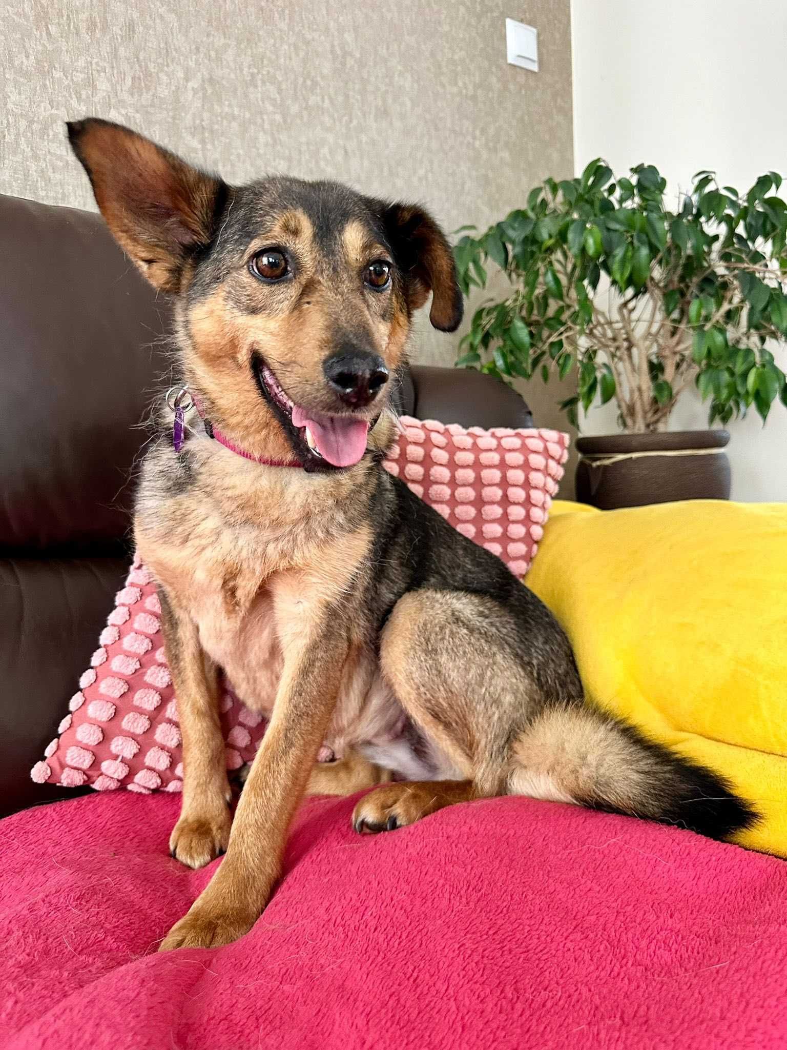 Do adopcji! Delikatna Madi!
