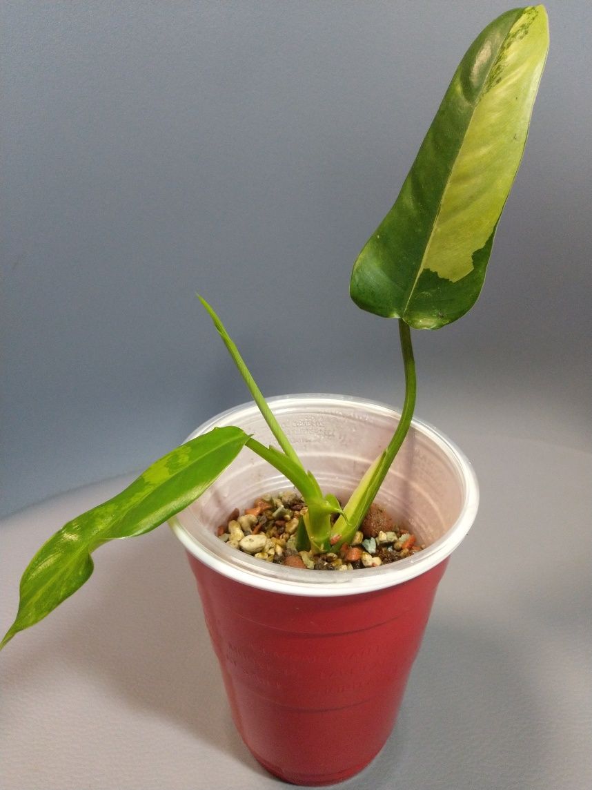 Philodendron Domesticum Variegata Siam Sunrise