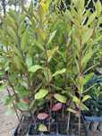 Medronheiro com 30cm