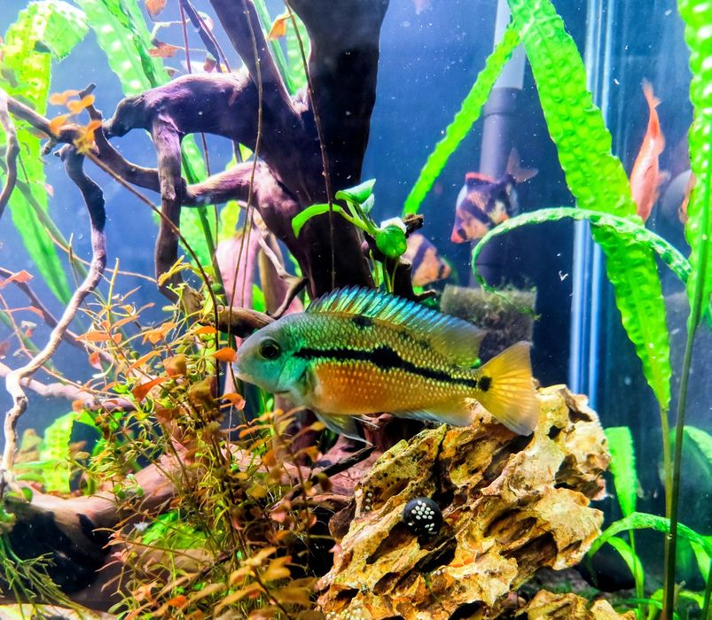 Pielęgnice  Nikaraguańskie  (Hypsophrys Nicaraguensis)