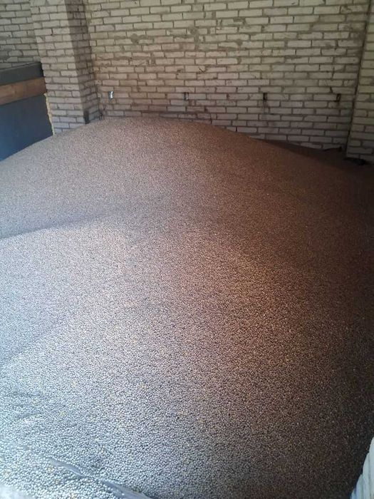 Łubin wąskolistny, niebieski.