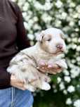 Owczarek australijski red merle po Interchampionie