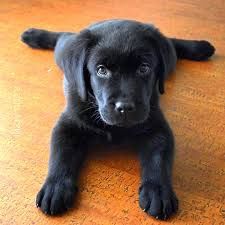 Лабрадор Ретривер шоколадные малыши 
Сейчас есть м