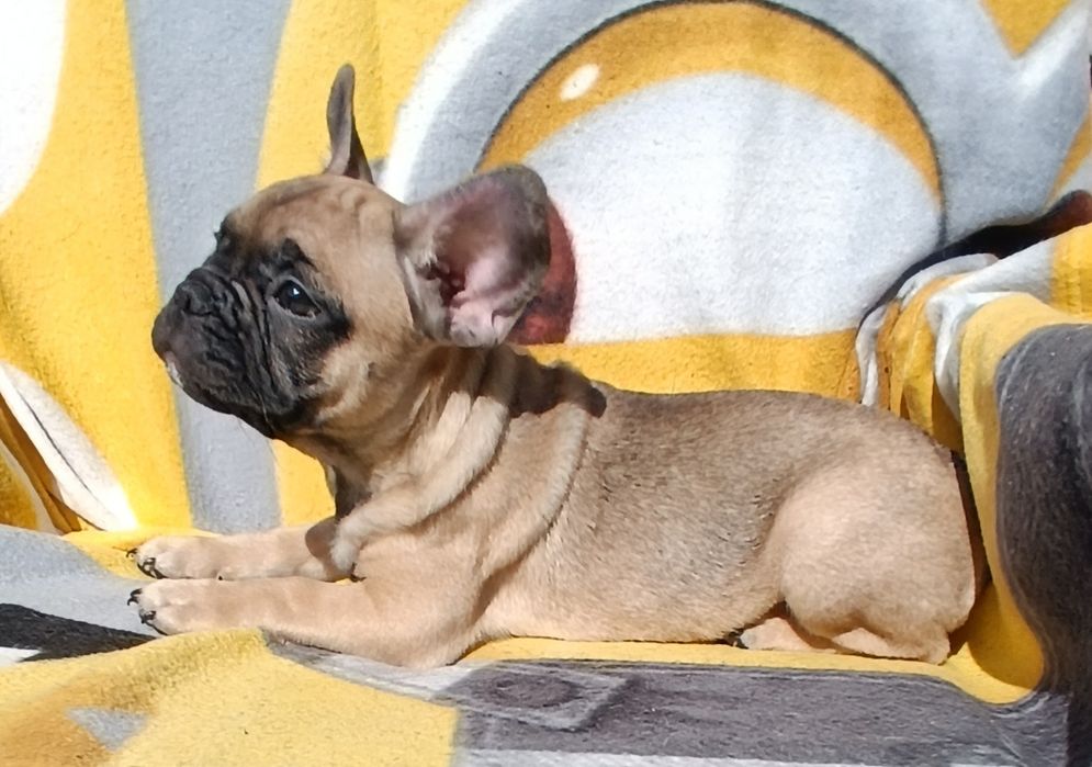 Французькі бульки