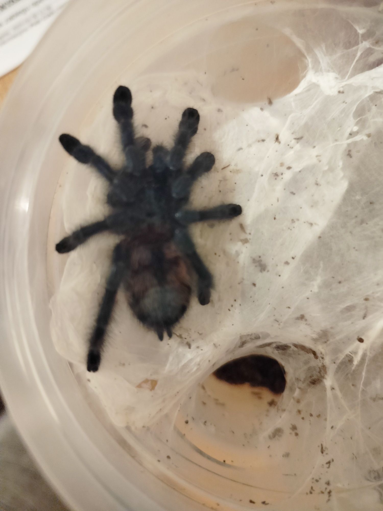 Caribena Versicolor L7