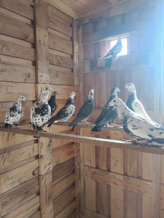 Sprzedam gołębie pocztowe tigry pary parzyste