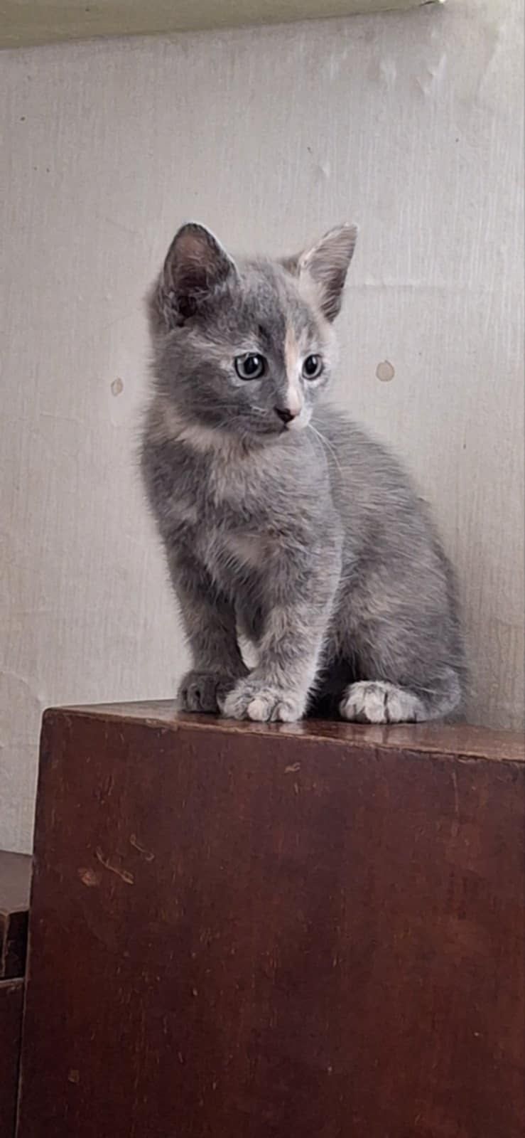 Срочно . Выгнали котят . Котята бесплатно