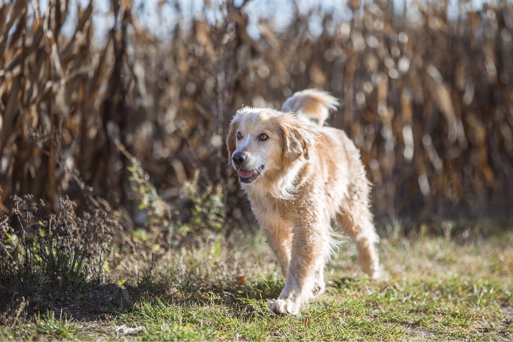 Borys - pies w typie rasy golden retriever prosi o szansę na dom