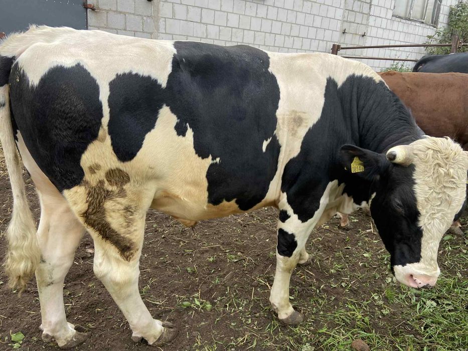 Byk HF – do hodowli lub rozpłodu