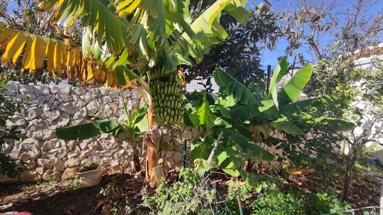 Bananeira da Madeira
