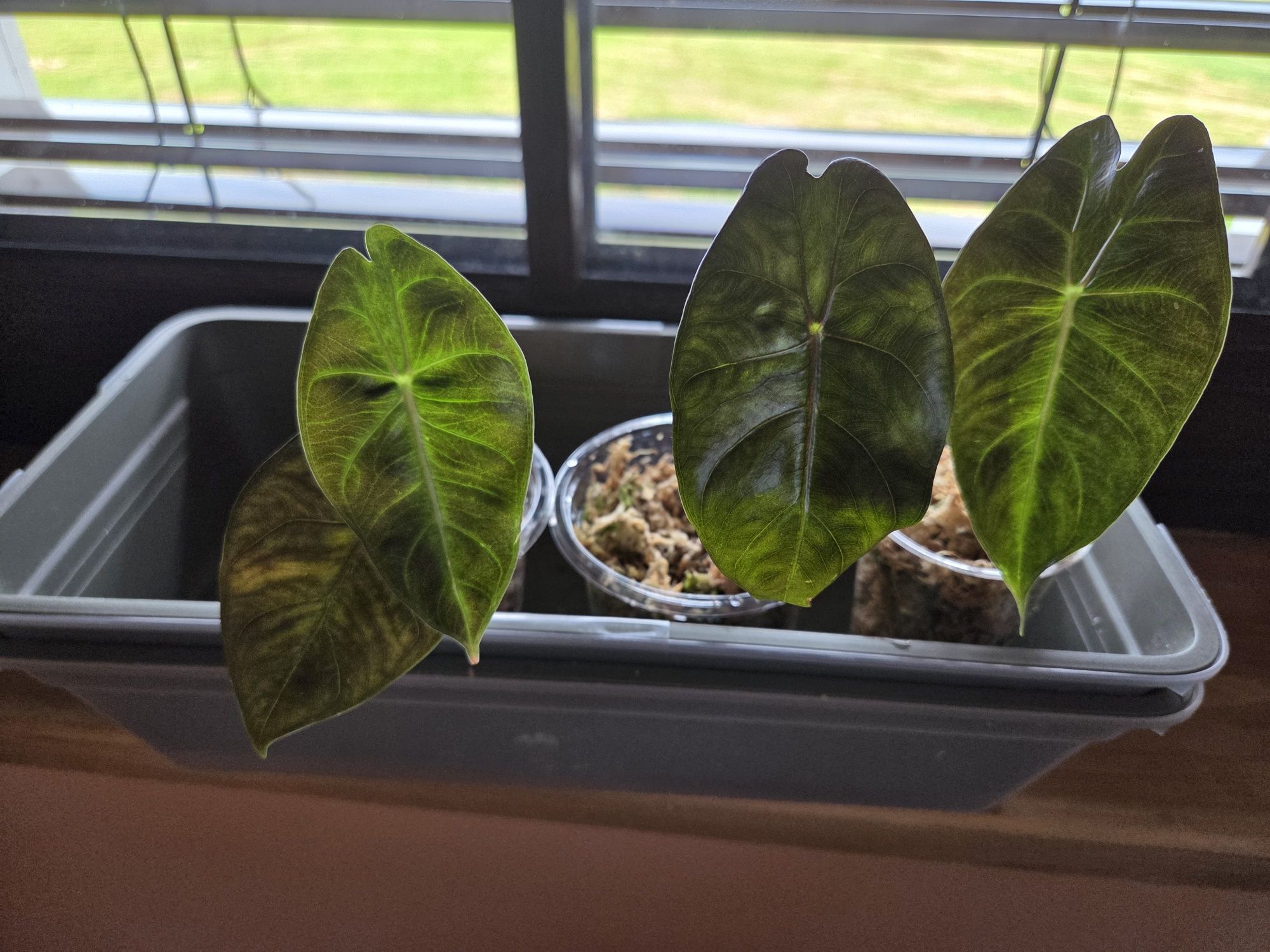 Alocasia Pink Dragon