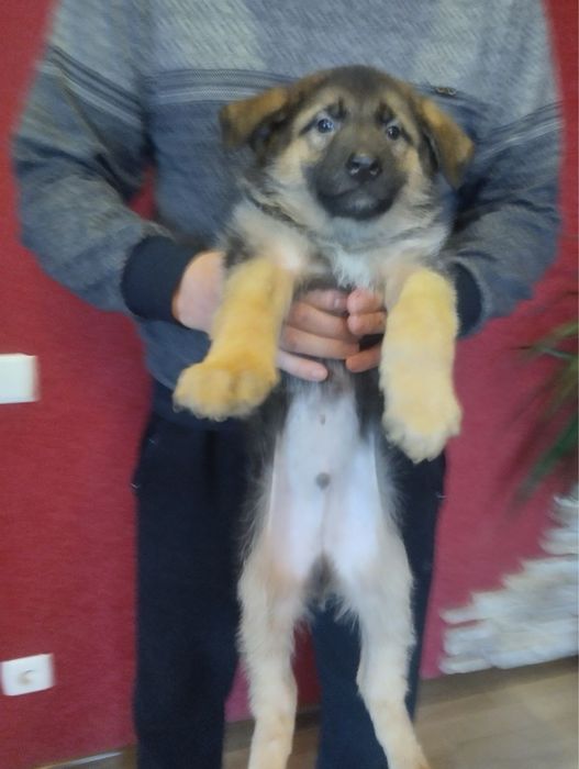 Продам цуценят Німців