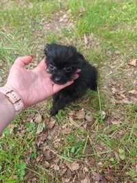 Pomeranian + Yorkshire terrier black