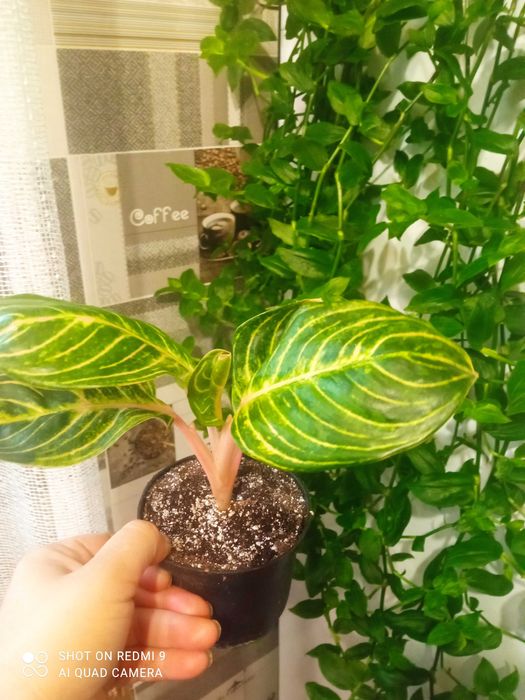 Аглаонеми новинки