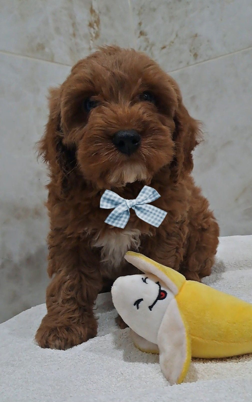 Piesek Red Brown Cockapoo