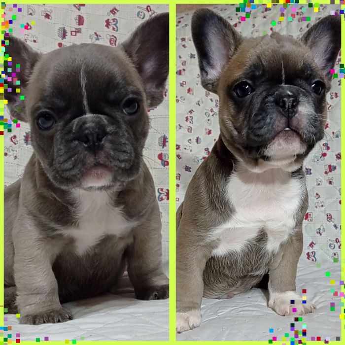 Класнючі бульдожата