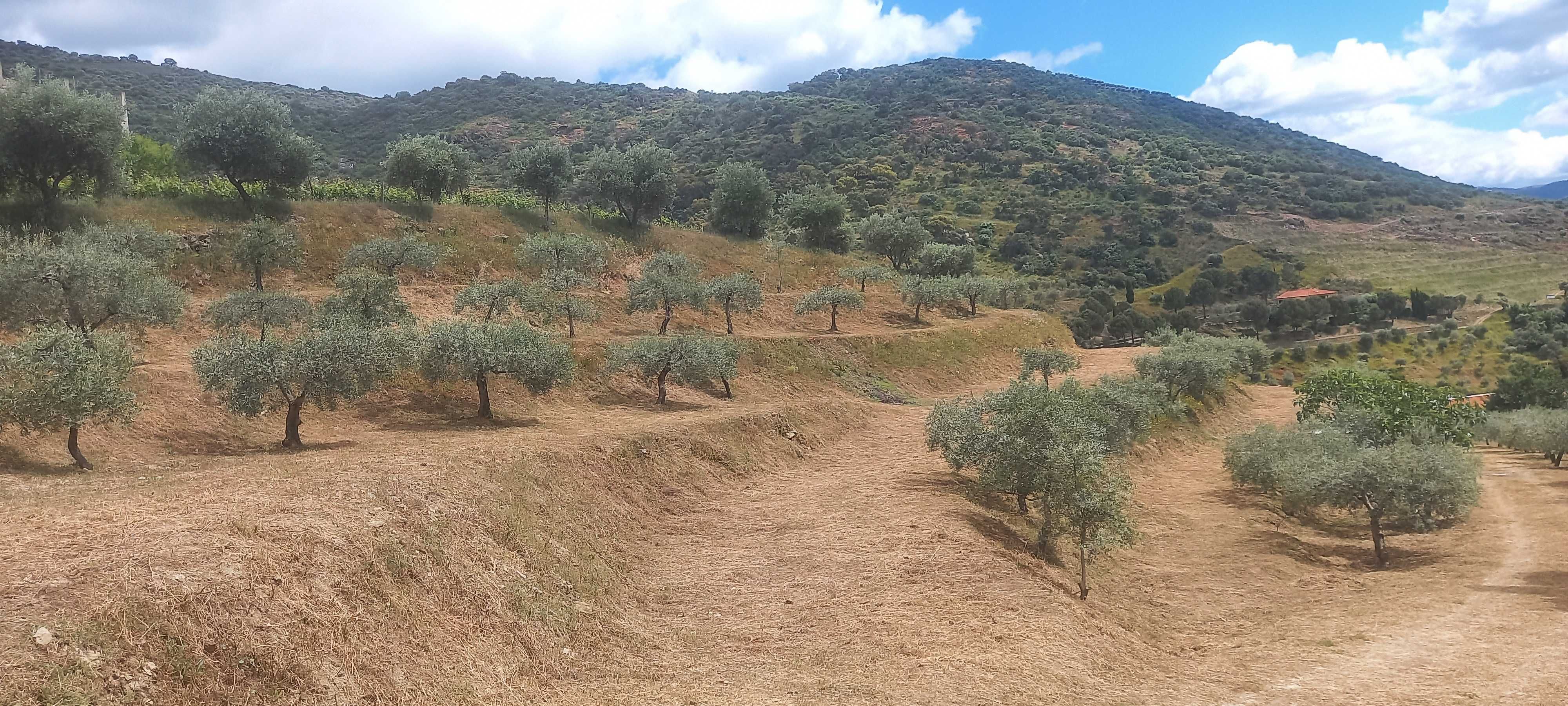 Terreno Rustico com olival em Coleja, Carrazeda de Ansiães