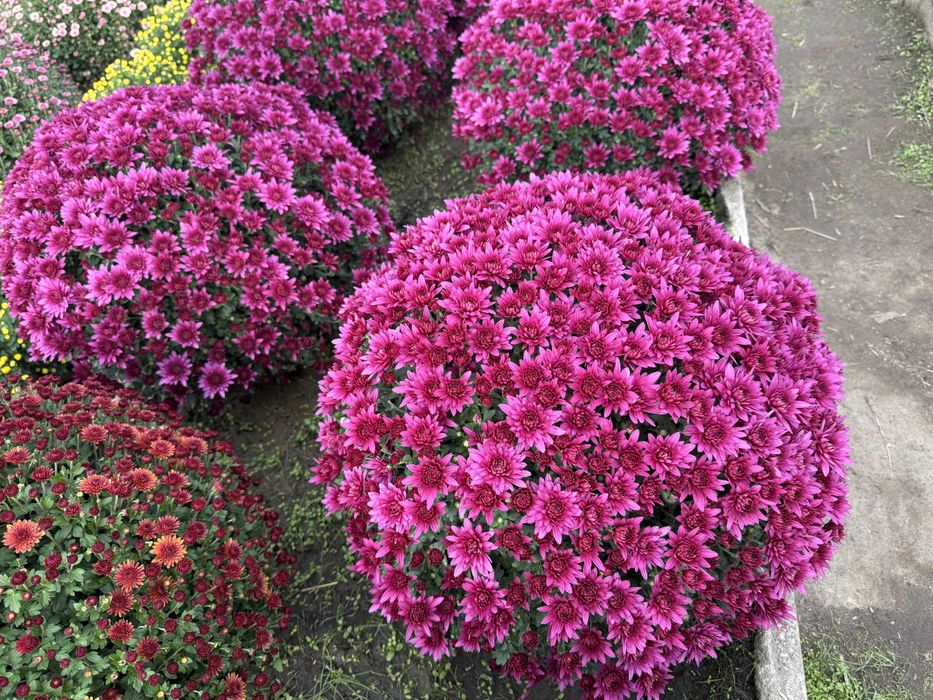 Chryzantemy drobnokwiatowe - TRANSPORT