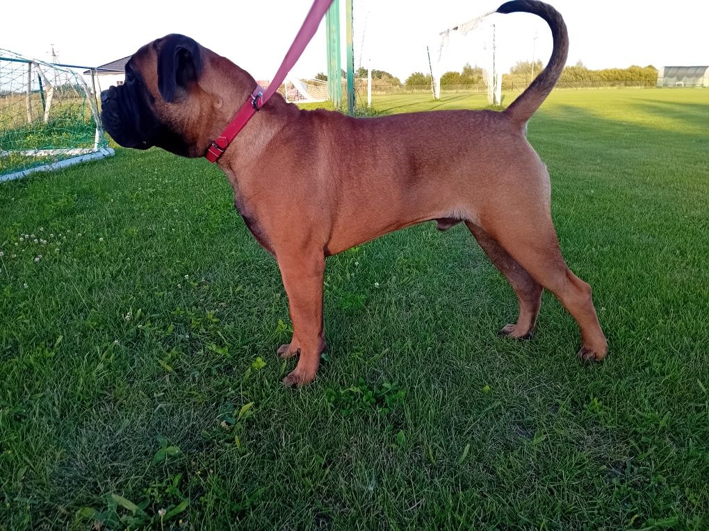 Szczenię Bullmastiff super rodowód FCI
