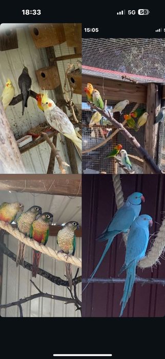 Aves tudo para despachar prontas a criar