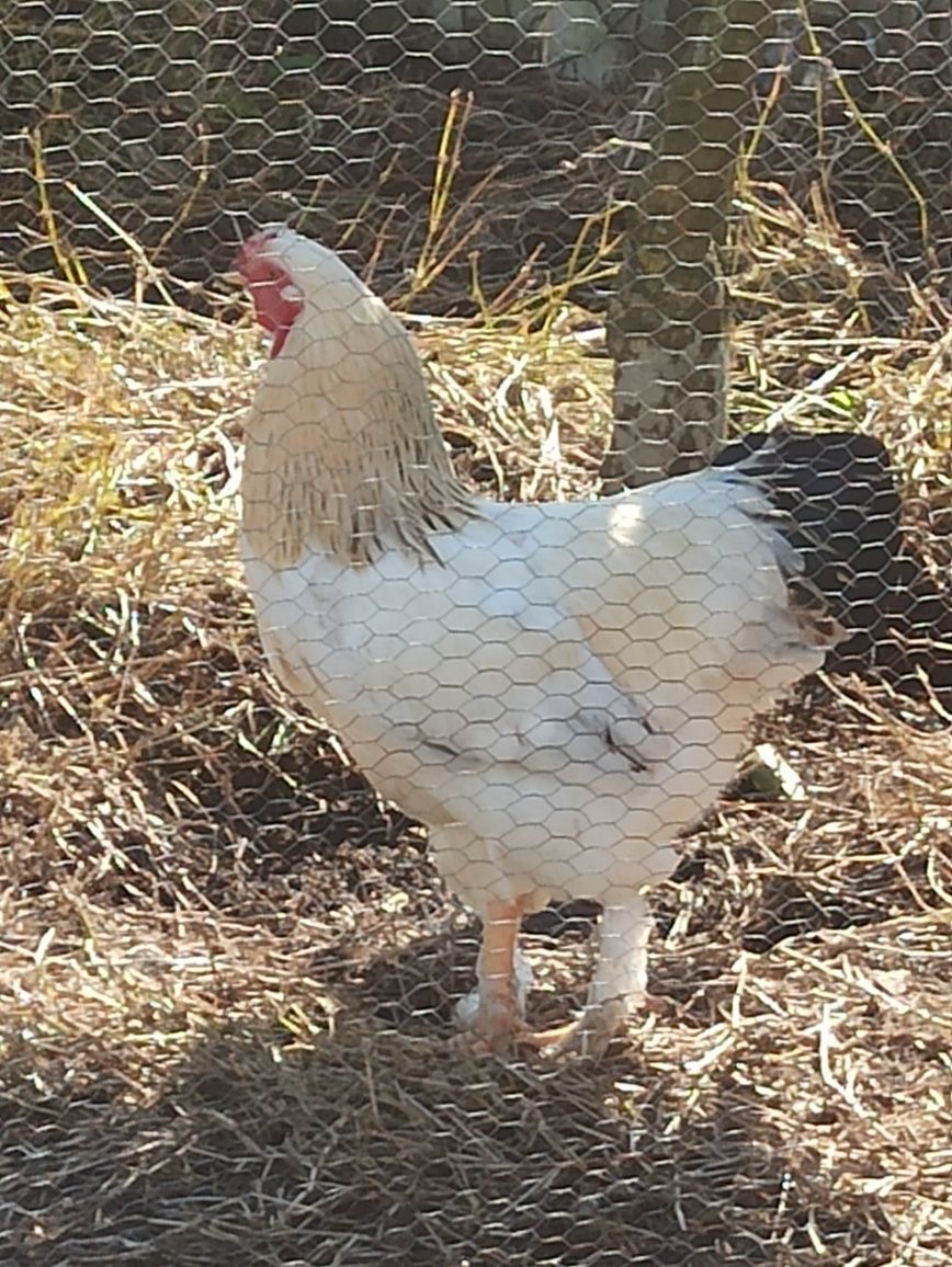 Leghorn/Aroucana/Brahma cedencia ovos