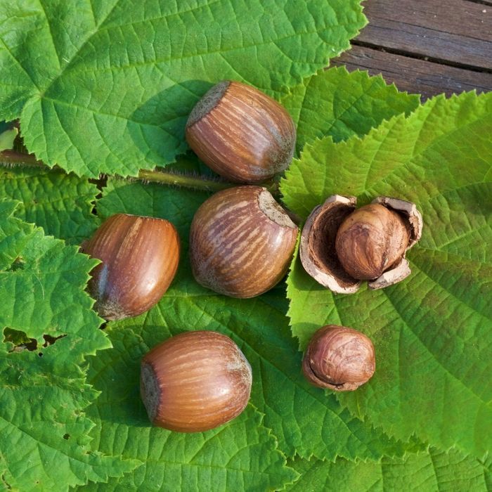 Leszczyna Orzech Laskowy 'Webba Cenny' (Corylus avellana) Poj. 7.5L