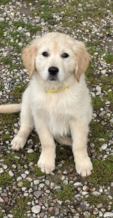 Golden Retriever - suczka